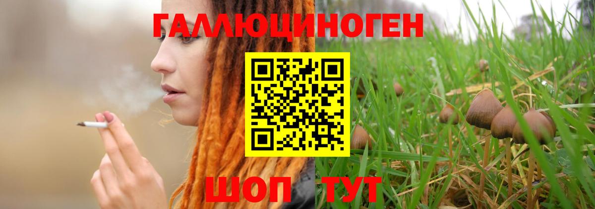 Благовещенск  Псилоцибиновые грибы GOLDEN TEACHER  Вход с VPN  Псилоцибиновые грибы Psilocybe 